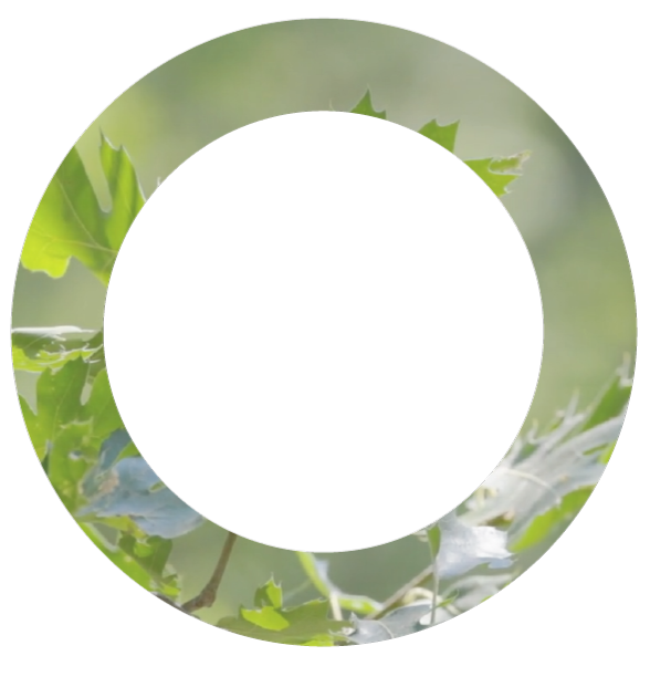 Lettre O pour Observation