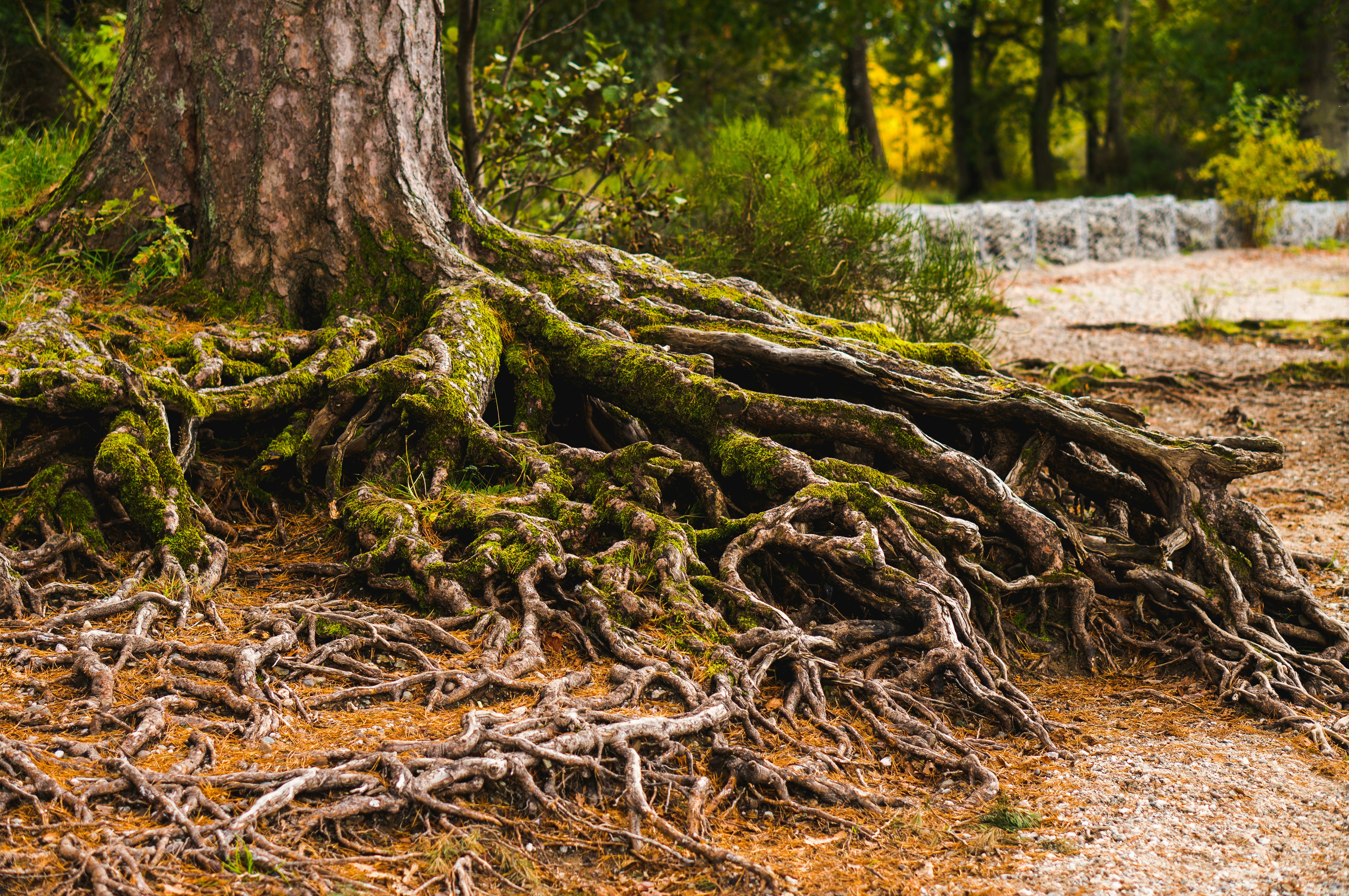 Tree roots by Eilis Garvey