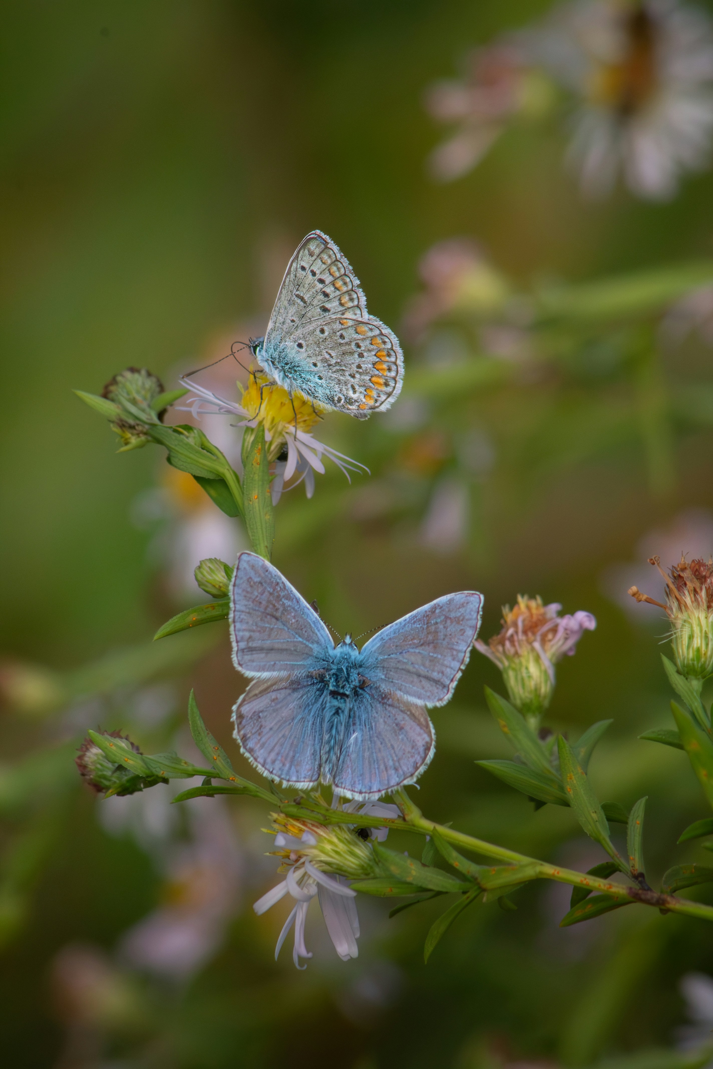 Common blue butterfly by Joele Pitzalis