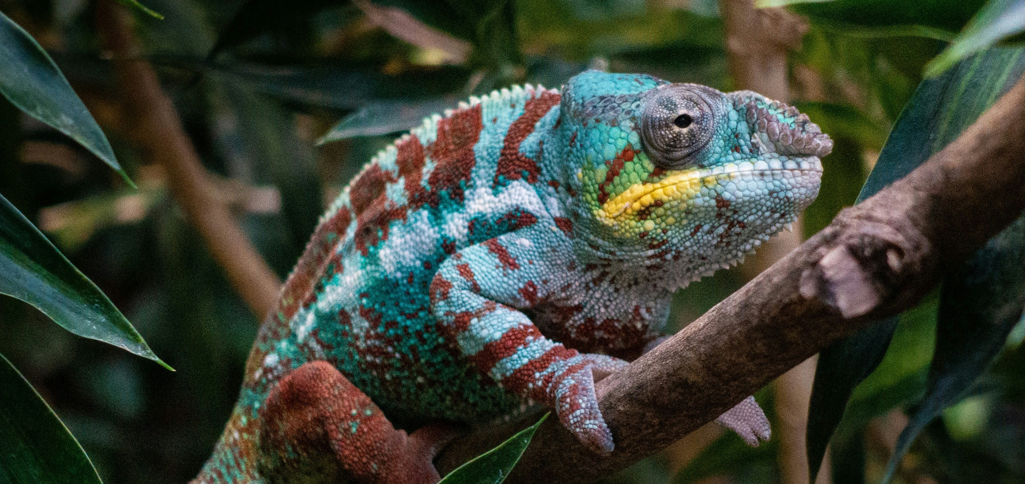 Chameleon by Martin Kleppe