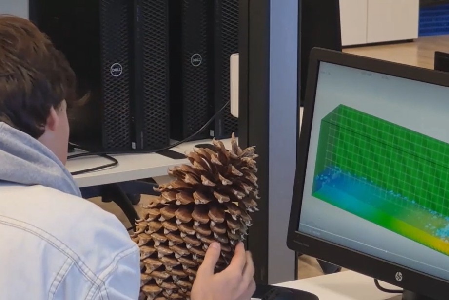 Max studing a pine cone